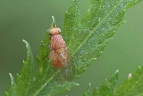 Réf. 293 941 : Sapromyzosoma quadricincta
